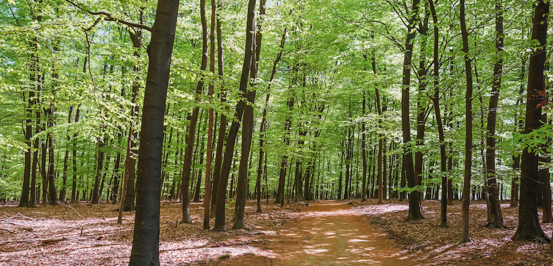 Apeldoorn het Loo - Bomen