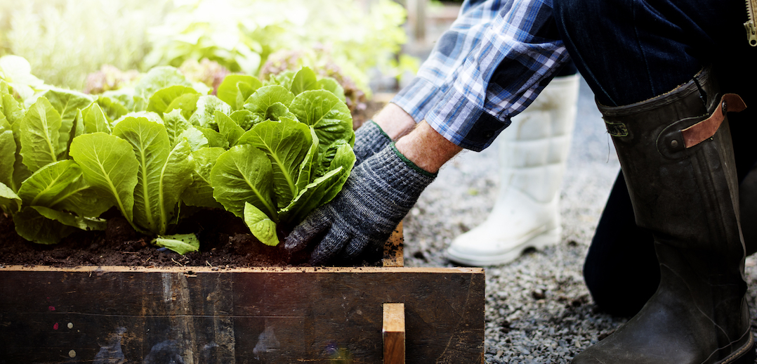 puree Grit Elementair Bloembakken, boomspiegels en andere 'groenparticipatie' - Gemeente.nu