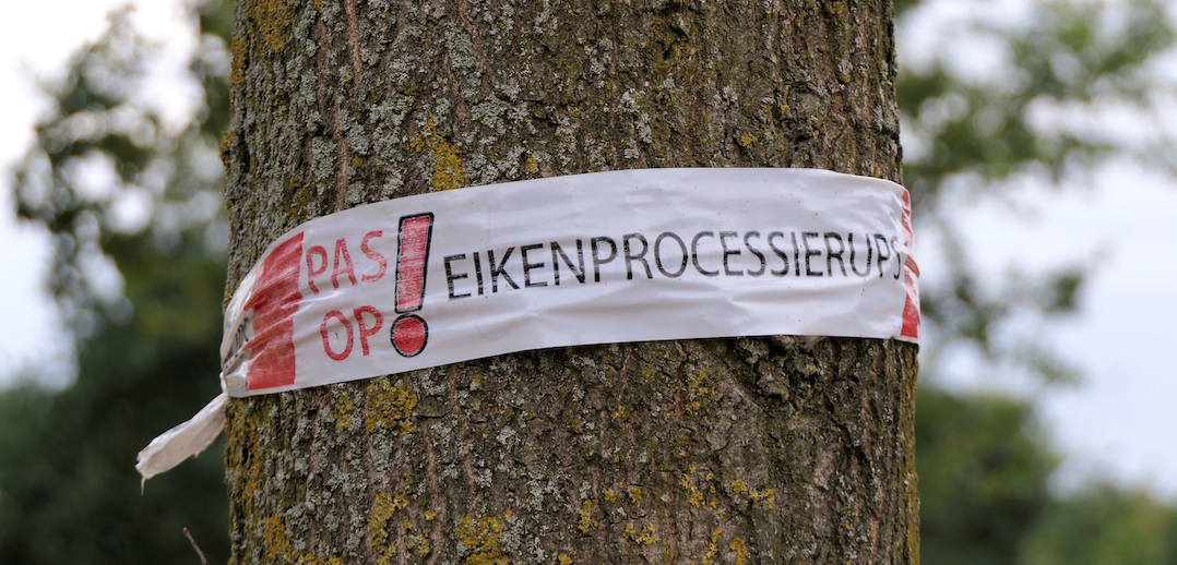 Eikenprocessierups