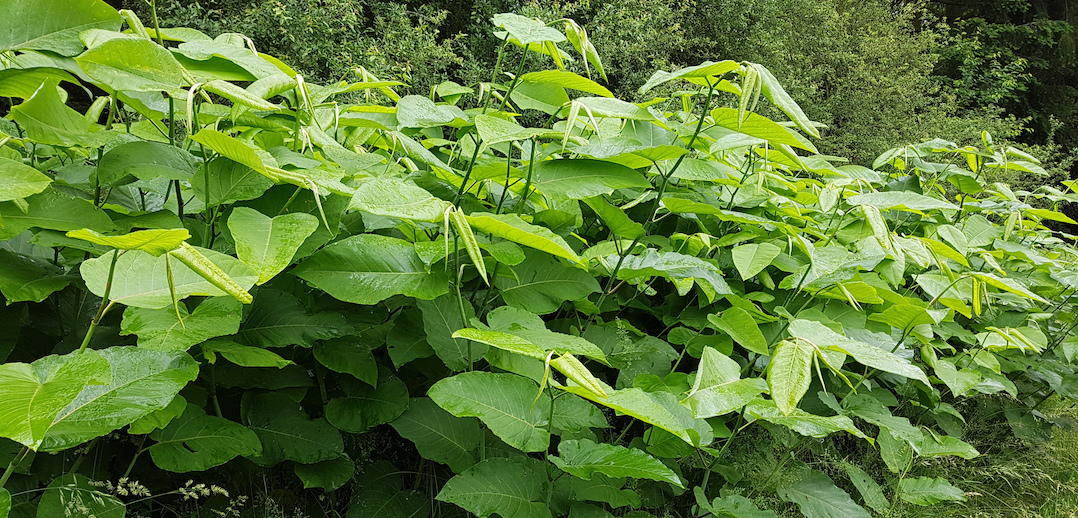 Japanse duizendknoop