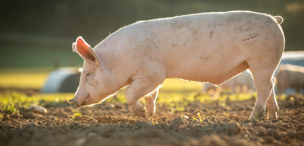 Varkens populair in strijd tegen duizendknoop