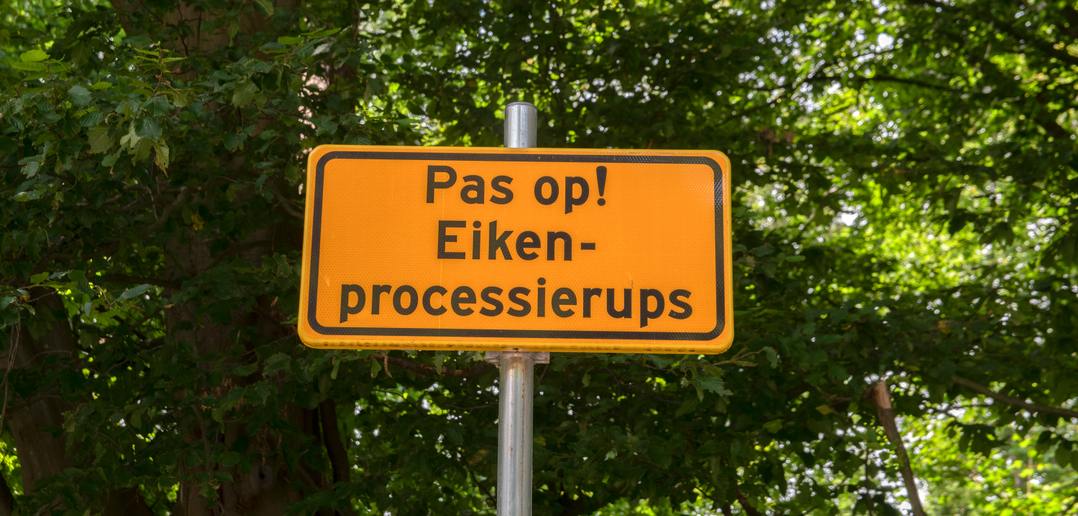 eikenprocessierups