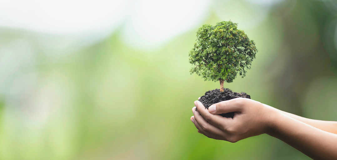 Afkorten ontmoeten Parasiet Gratis groen in ruil voor meer biodiversiteit - Gemeente.nu