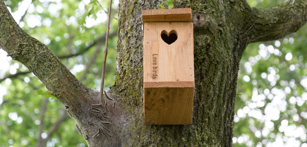 Natuurlijke bestrijding eikenprocessierups