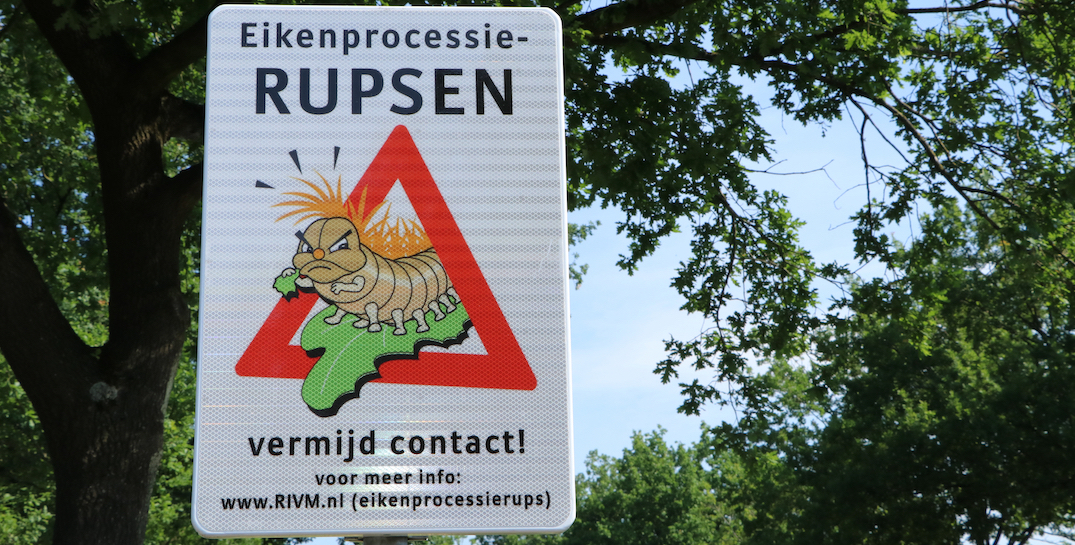 Eikenprocessierups