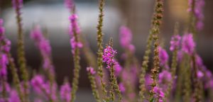Tauw_Podcast--biodiversiteit