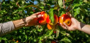Laaghangend fruit Omgevingswet