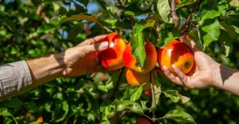 Laaghangend fruit Omgevingswet