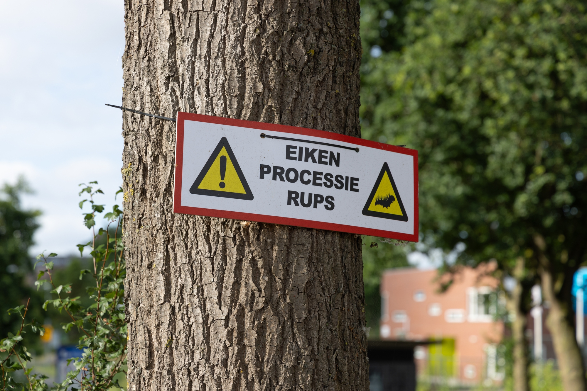 eikenprocessierups