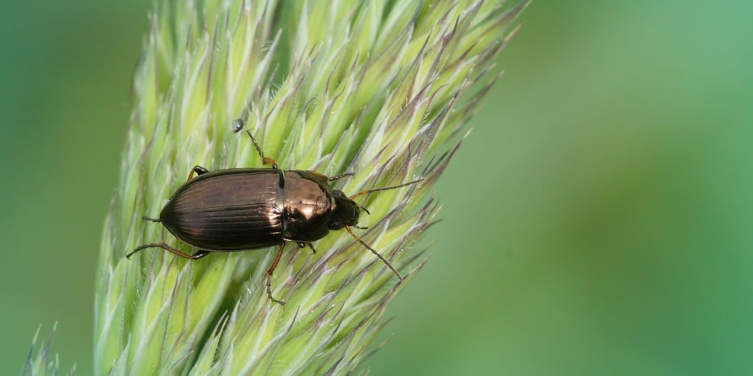 loopkever, biodiversiteit, zonnepark